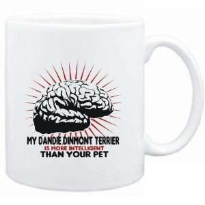 MY Dandie Dinmont Terrier IS MORE INTELLIGENT THAN YOUR PET   Dogs 