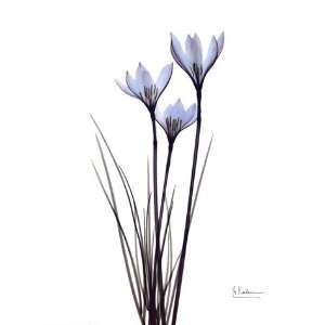  Albert Koetsier Blue Floral X ray White Rain Lily 12 x 16 
