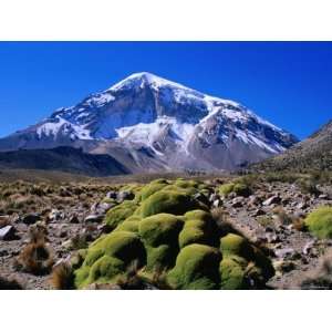 Yareta (Cushion Plant) in Front of Nevado Sajarma Peak, Sajama 