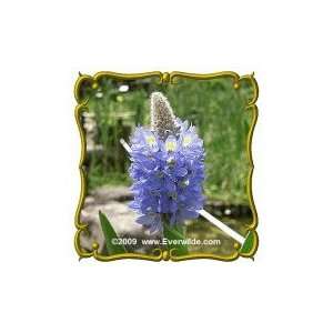  Lb   Pickerel Weed   Bulk Wildflower Seeds Patio, Lawn & Garden