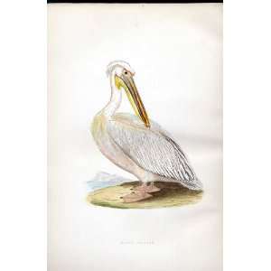  White Pelican Bree H/C 1875 Old Prints Birds Europe
