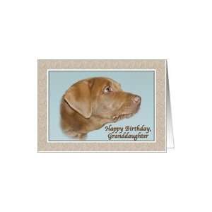  Granddaughters Birthday, Labrador Dog Card Toys & Games