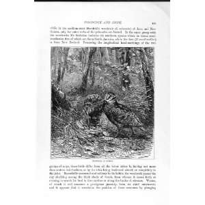  NATURAL HISTORY 1895 WOODCOCK COVERT BIRDS NEST PRINT 