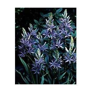  American Hyacinth 4 Bulbs   Very Hardy   Camassia Patio 