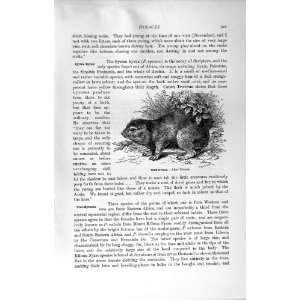    NATURAL HISTORY 1894 TREE HYRAX AFRICA ANIMAL PRINT