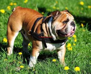Tracking Walking Leather Dog Harness H5 English Bulldog  