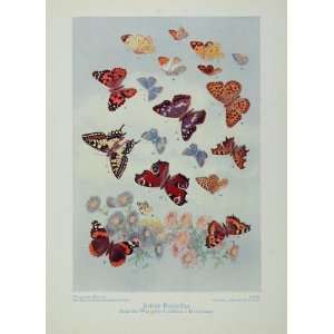 1929 British Butterflies Butterfly Lepidoptera Print   Original Print