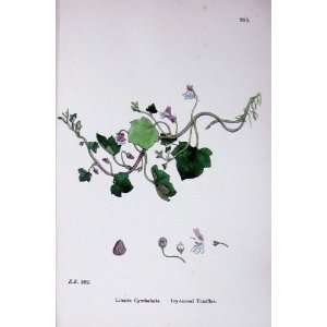  Botany Plants C1902 Ivy Leaved Toadflax Linaria Colour 