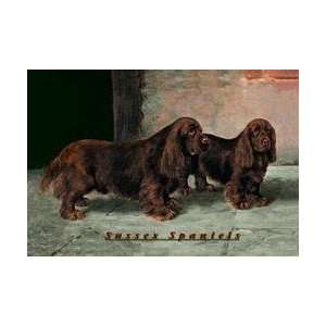  Two Champion Sussex Spaniels 20x30 poster