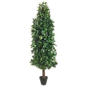 Laurel Tree 