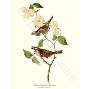  Bird Prints White Throated Sparrow