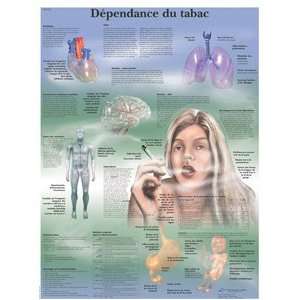 Glossy Paper Dependance Du Tabac Anatomical Chart (Nicotine Dependence 