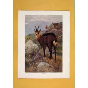  Chamois Color Buck Wild Animal Fine Art Antique Print 