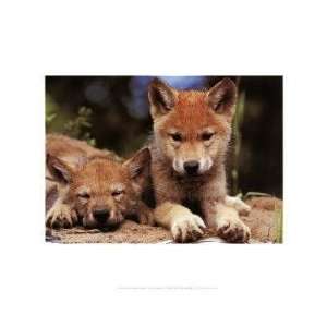  Art Wolfe   Spring Wolf Pups Canvas