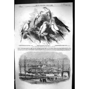  1858 Prize Canaries Birds Nottingham Poultry Dartmouth 