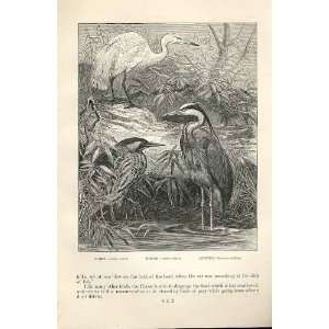  Egret, Heron, Bittern 1862 WoodS Natural History Birds 
