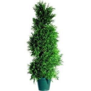  24 Potted Pond Cypress Tree Summer Sale