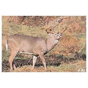  Tru Life Paper Targets   Deer Rut