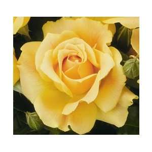  Easy Going Rose Seeds Packet Patio, Lawn & Garden