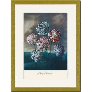   Gold Framed/Matted Print 17x23, A Group of Carnations