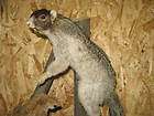 rare frosted fox squirrel albino piebald flying squirre $ 299 00 time 