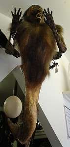 Taxidermy Massive Fiji or Feejee Mermaid specimen 1 metre long  