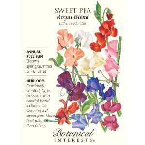  Sweet Pea Royal Blend Seeds Patio, Lawn & Garden