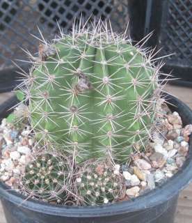 Echinopsis Hybrid 6 Many Round Stems Cactus  