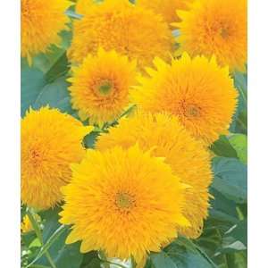  Sunflower, Teddy Bear 1 Pkt. (75 seeds) Patio, Lawn 