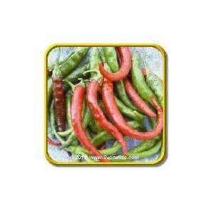  Cayenne Long Red   Thin   Hot Pepper Seeds   Jumbo Seed 