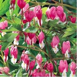  Old Fashioned Bleeding Hearts   Dicentra spectabilis 