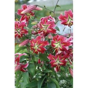  Specie Lily Scarlet Delight 1 bulb Patio, Lawn & Garden