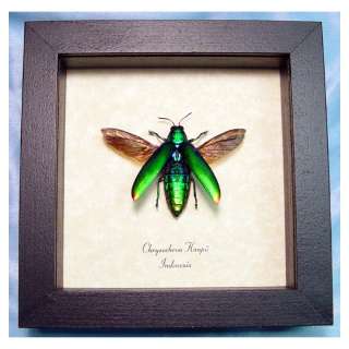 GREEN FLYING RAINBOW JEWEL BEETLE REAL INSECT 2190F  
