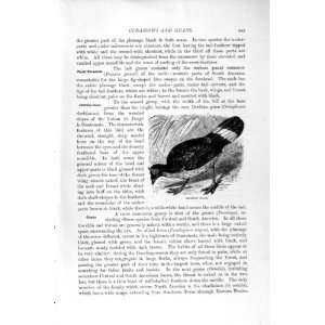  NATURAL HISTORY 1895 DERBIAN GUAN BIRD OLD PRINT