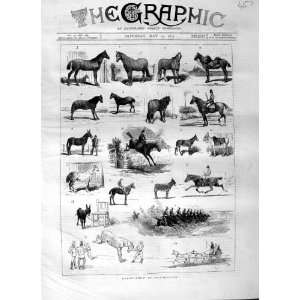 1875 HORSE SHOW MANCHESTER ANIMALS CARRIAGE SPORT
