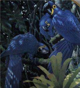 FULL Plates MIRACLES OF RAINFOREST By RICHARD SLOAN,Macaw,Parrots 