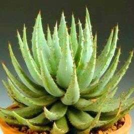 10 Aloe peglerae Seeds – South African Succulent  