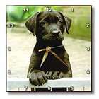 3dRose LLC Dogs Labrador Retriever   Cute Labrador Puppy   Wall Clocks