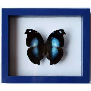  Black and Blue Butterfly Napeocles Jucunda Mounted in Blue 