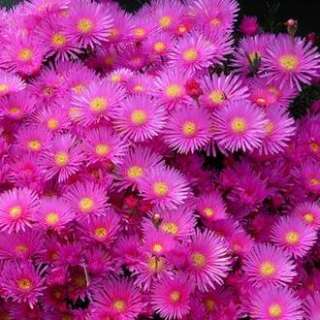 20 Lampranthus roseus Mesemb Seeds from South Africa  