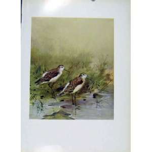   Fine Art Old Print Colored Marsh Sandpiper C1957 Birds
