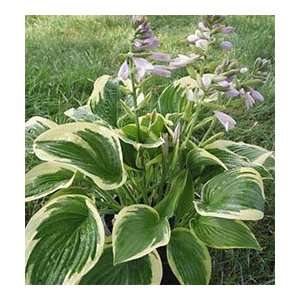  Hosta   Wide Brim Patio, Lawn & Garden