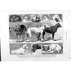  1874 BIRMINGHAM DOG SHOW ANIMALS BLOODHOUNDS SPANIEL