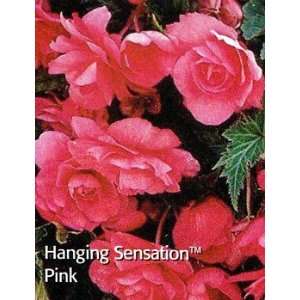   Hanging Sensation Picotee Pink Begonia 2 Bulbs Patio, Lawn & Garden