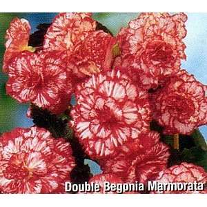  Double Red and White Begonia 2 Bulbs Patio, Lawn & Garden