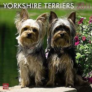  Yorkshire Terriers 2011 Wall Calendar