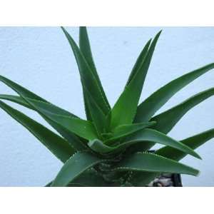  Aloe ciliaris 