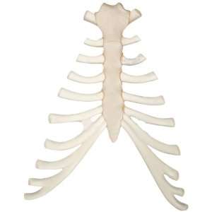 3B Scientific A69 Sternum with Rib Cartilage Model  