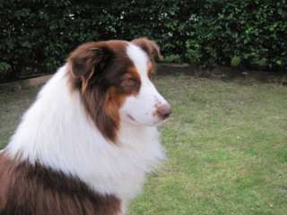 Wunderschöner Australian Shepherd Deckrüde in Red Tri von Privat in 