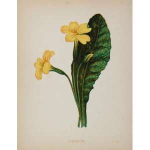   Yellow Primrose Primula Vulgaris   Original Print